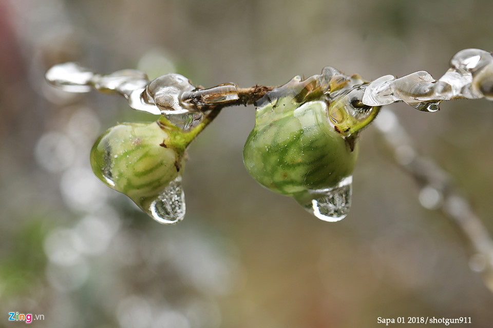 Hình ảnh macro tuyệt đẹp về băng giá Sa Pa